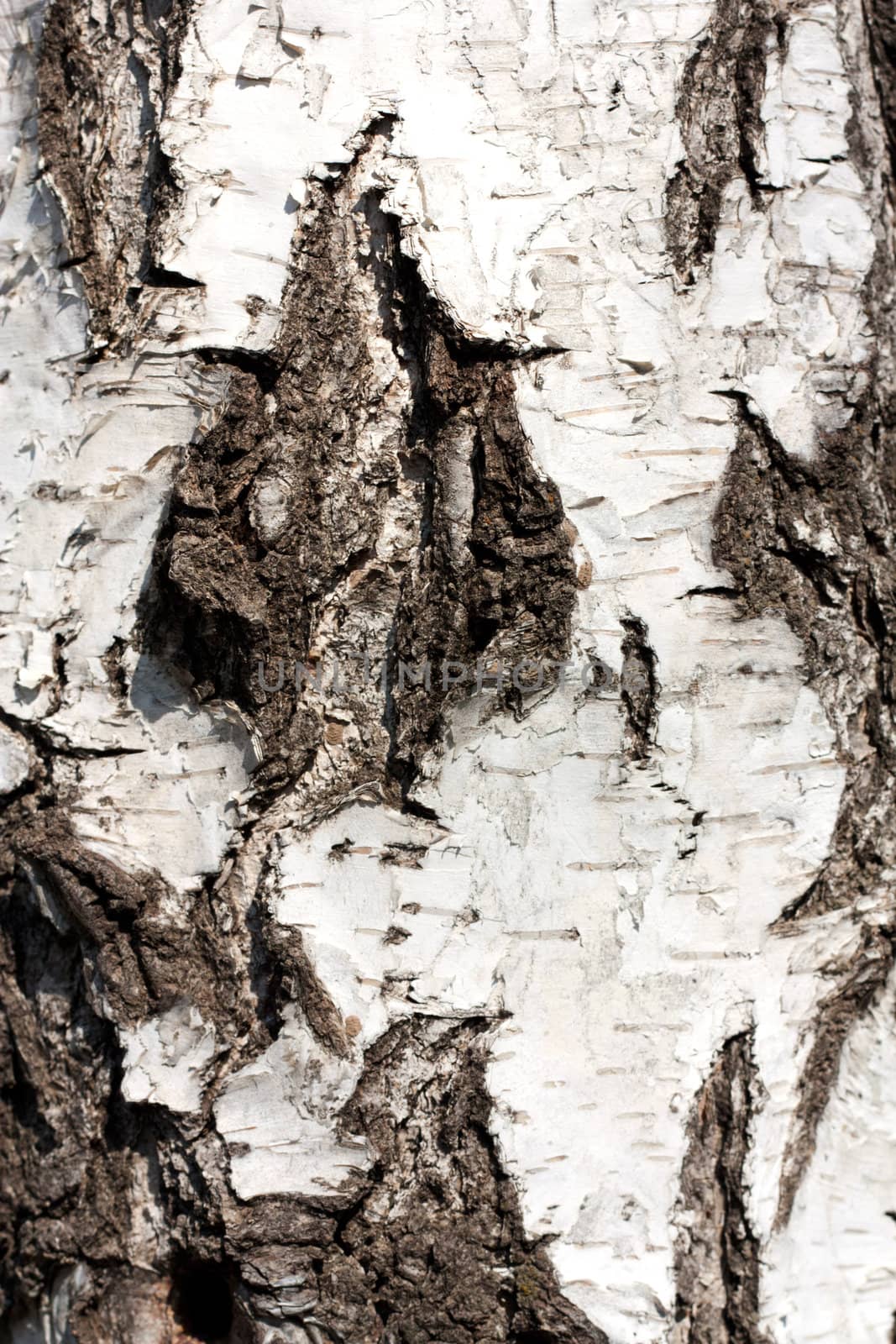 birch bark in the background by schankz