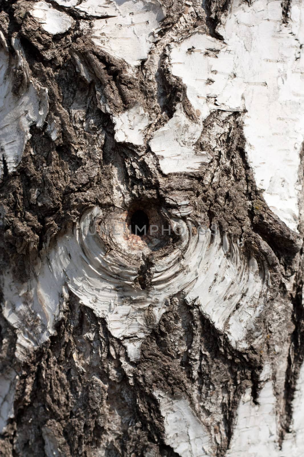 Texture of birch bark, background by schankz