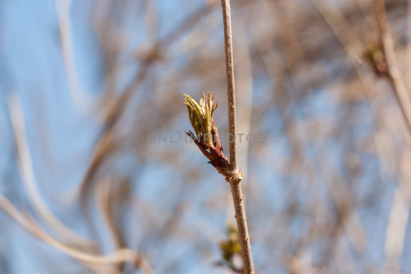the opened buds on the trees by schankz