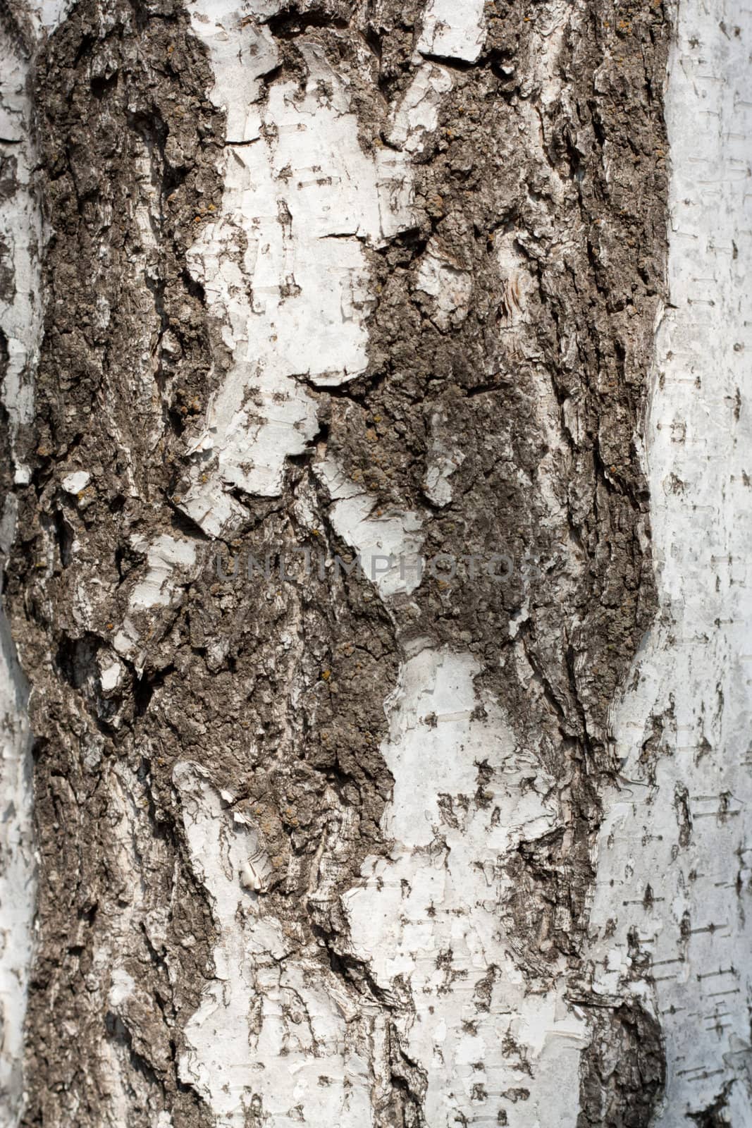 Texture of birch bark, background, (Betula)  by schankz