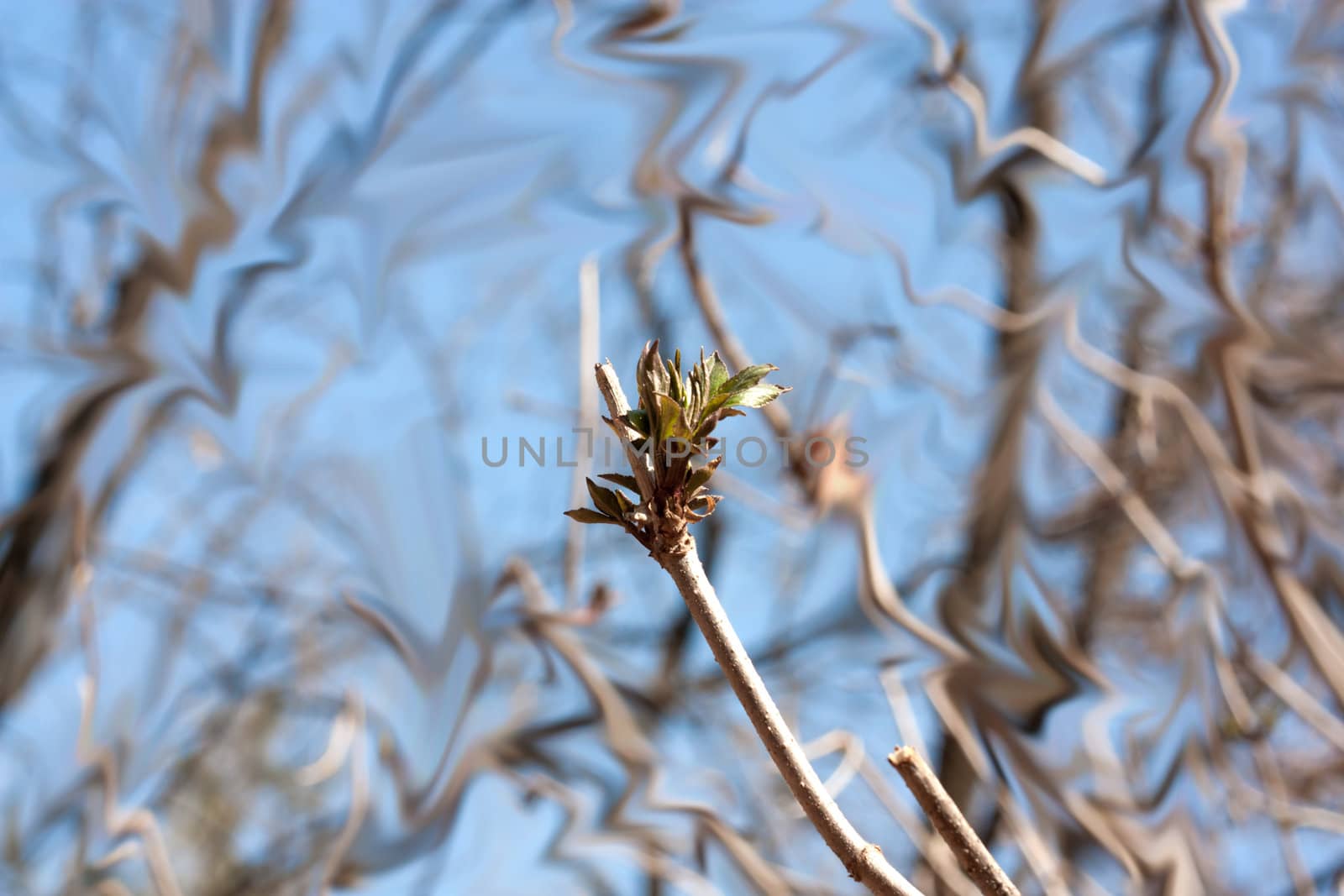 close up with a spring bud 