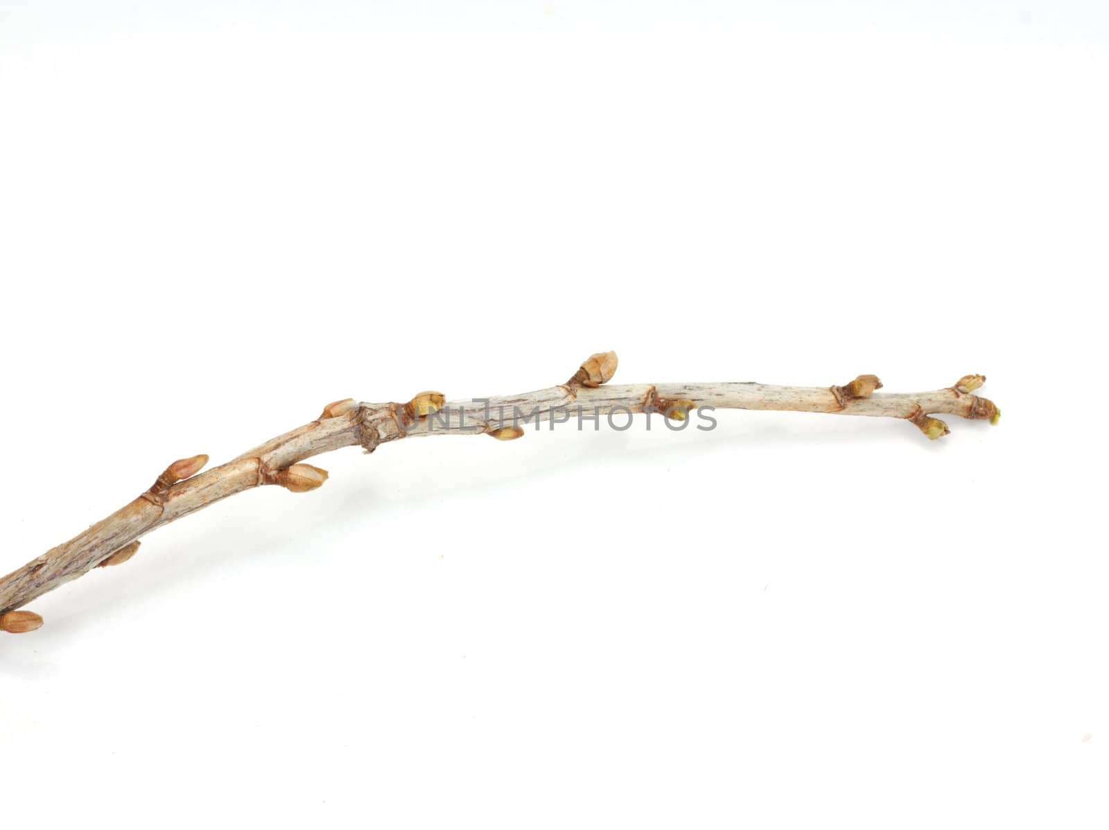 branches currant buds on a white background