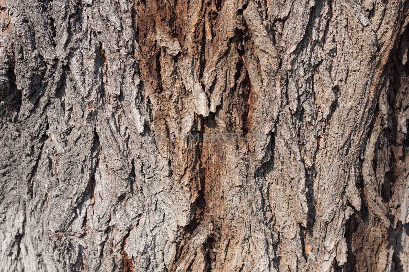 Tree bark texture  by schankz