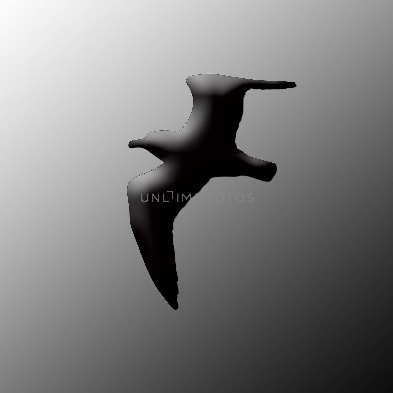silhouette of the sea gull by schankz