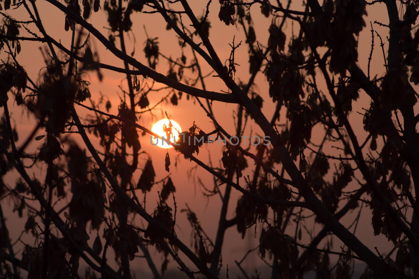 sundown sun on branch tree