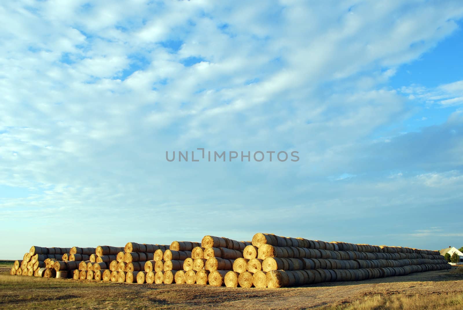Morning landsacape with dry hay