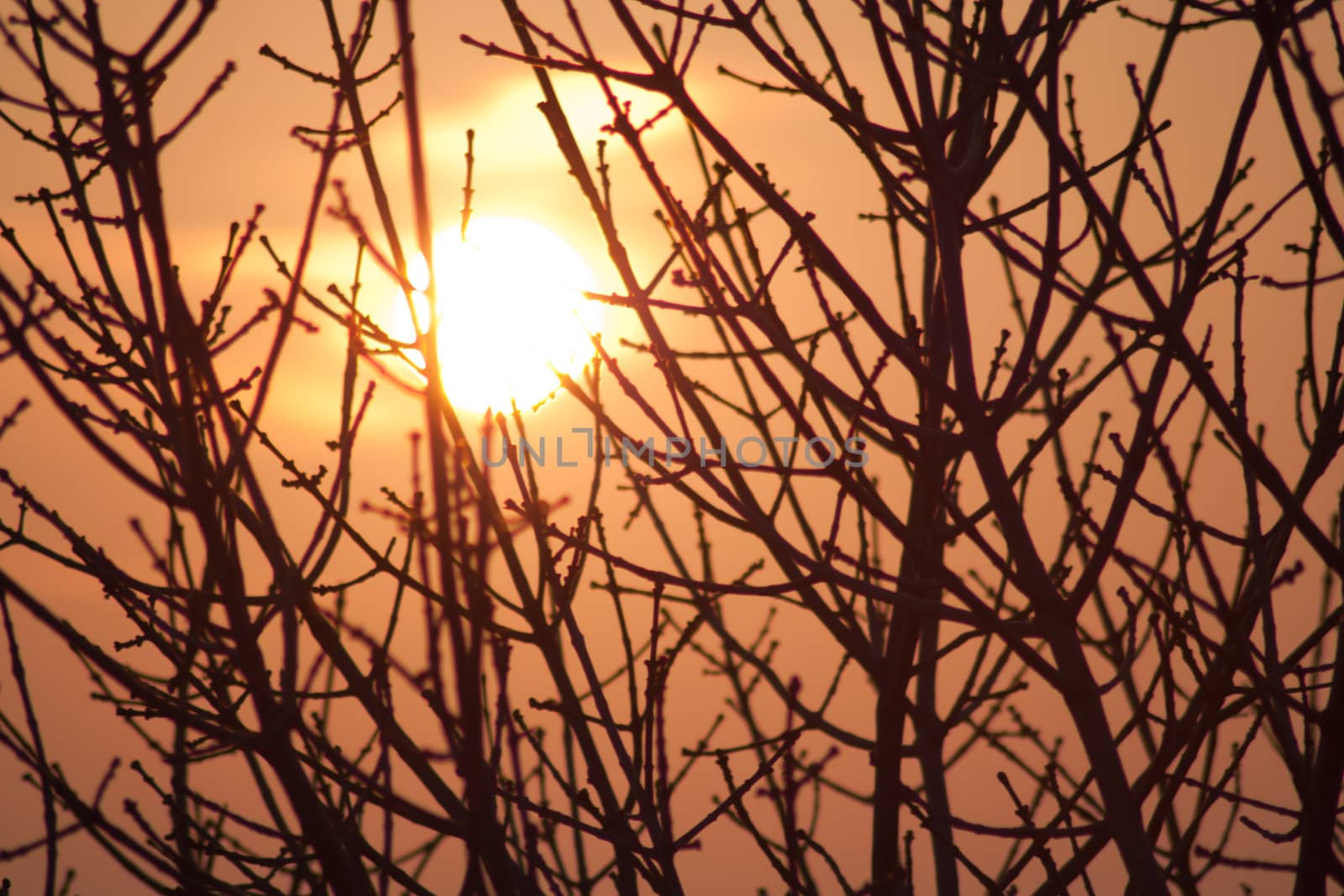 Silhouette of a willow tree with the sun behind the tree 