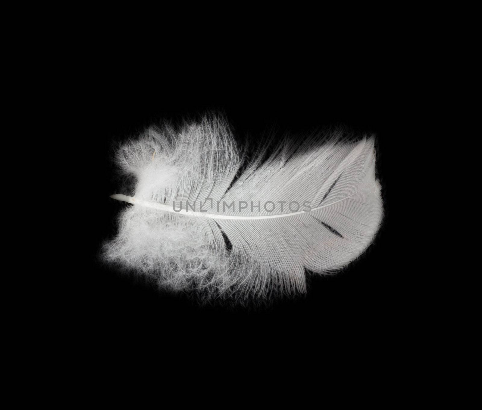 feather on the black background  by schankz