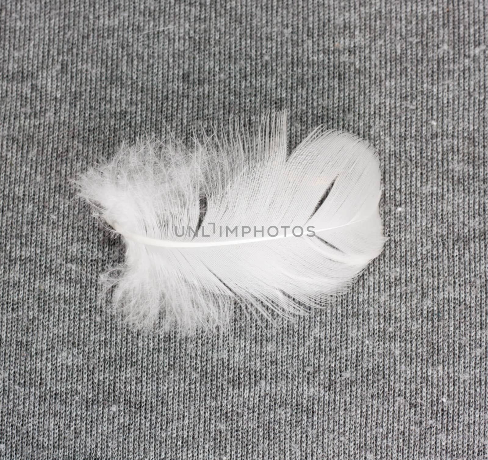 White feather