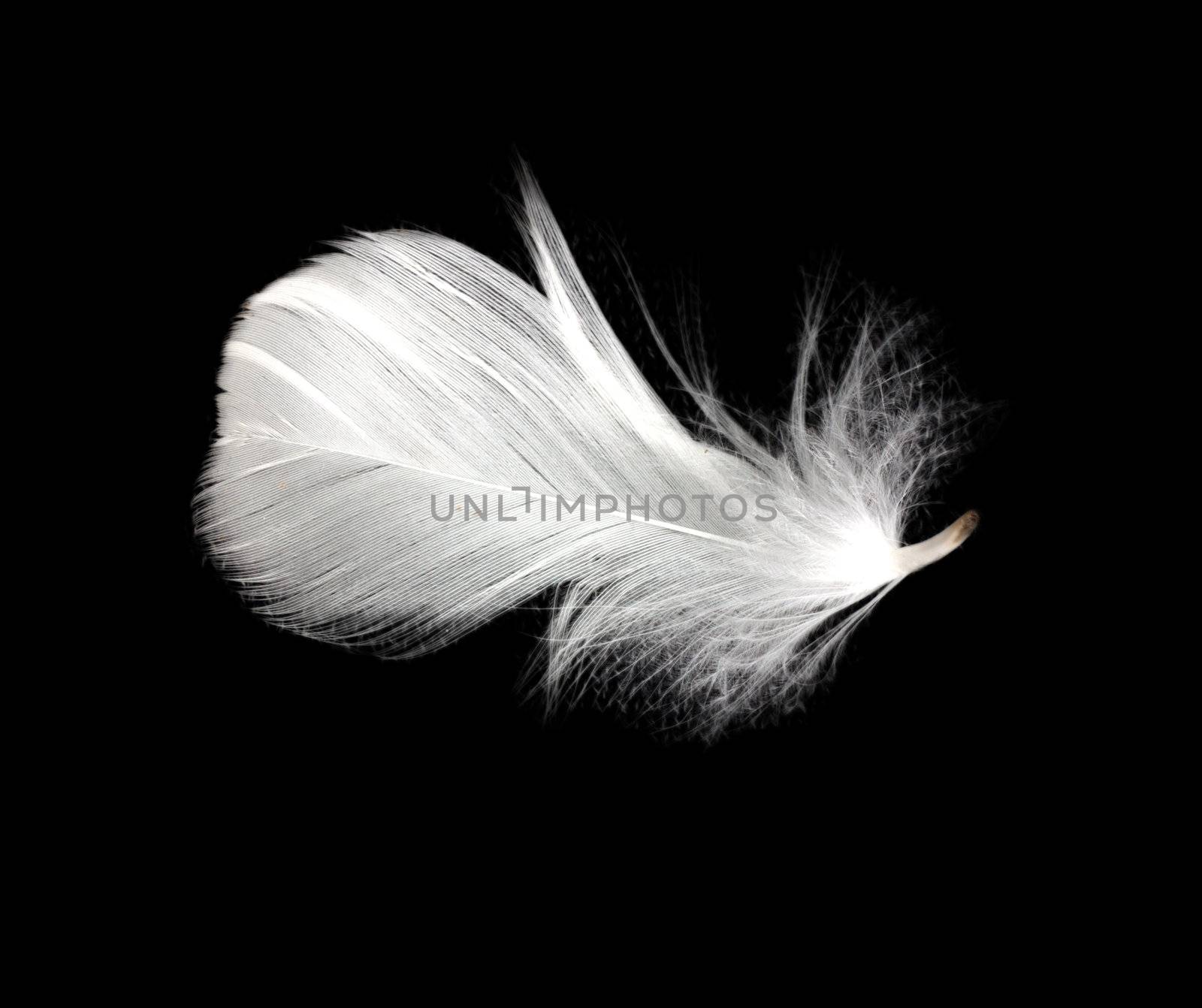 feather on the black background 