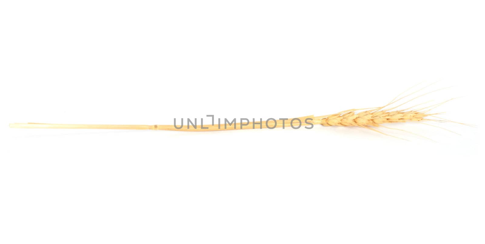 Dried Ear of Cereal crop in studio isolated against white background. 