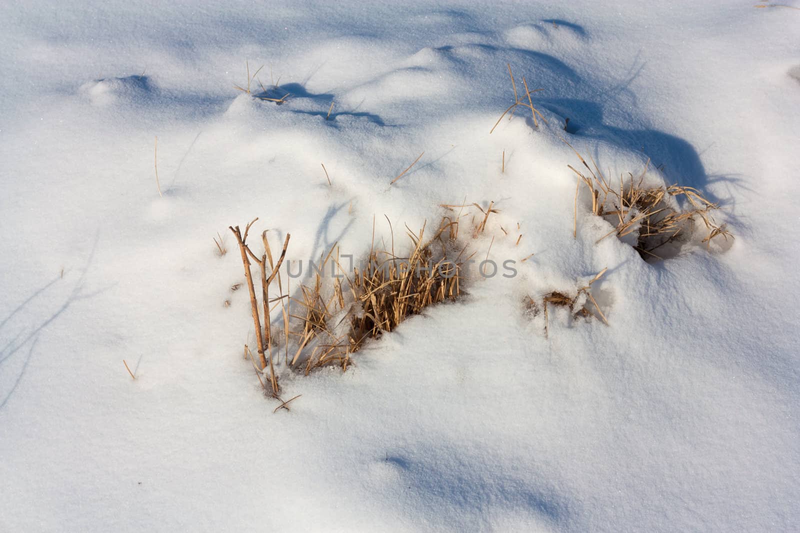 Dried plant in snow surface  by schankz