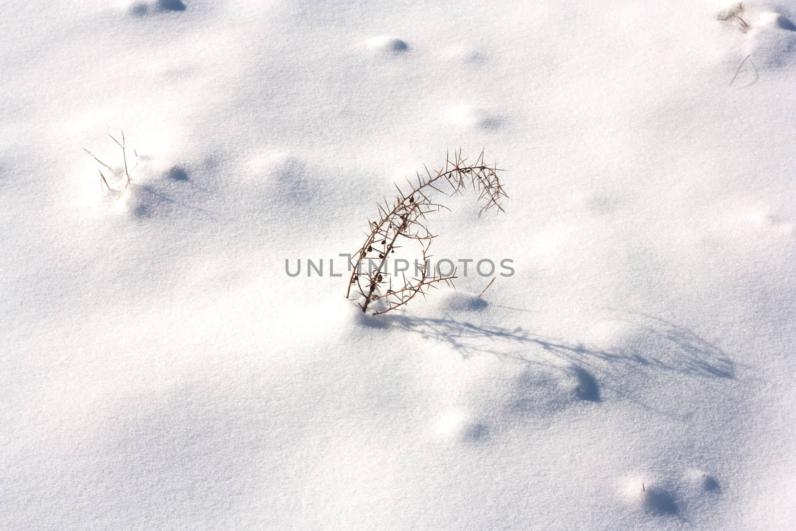 Dried plant in snow surface  by schankz