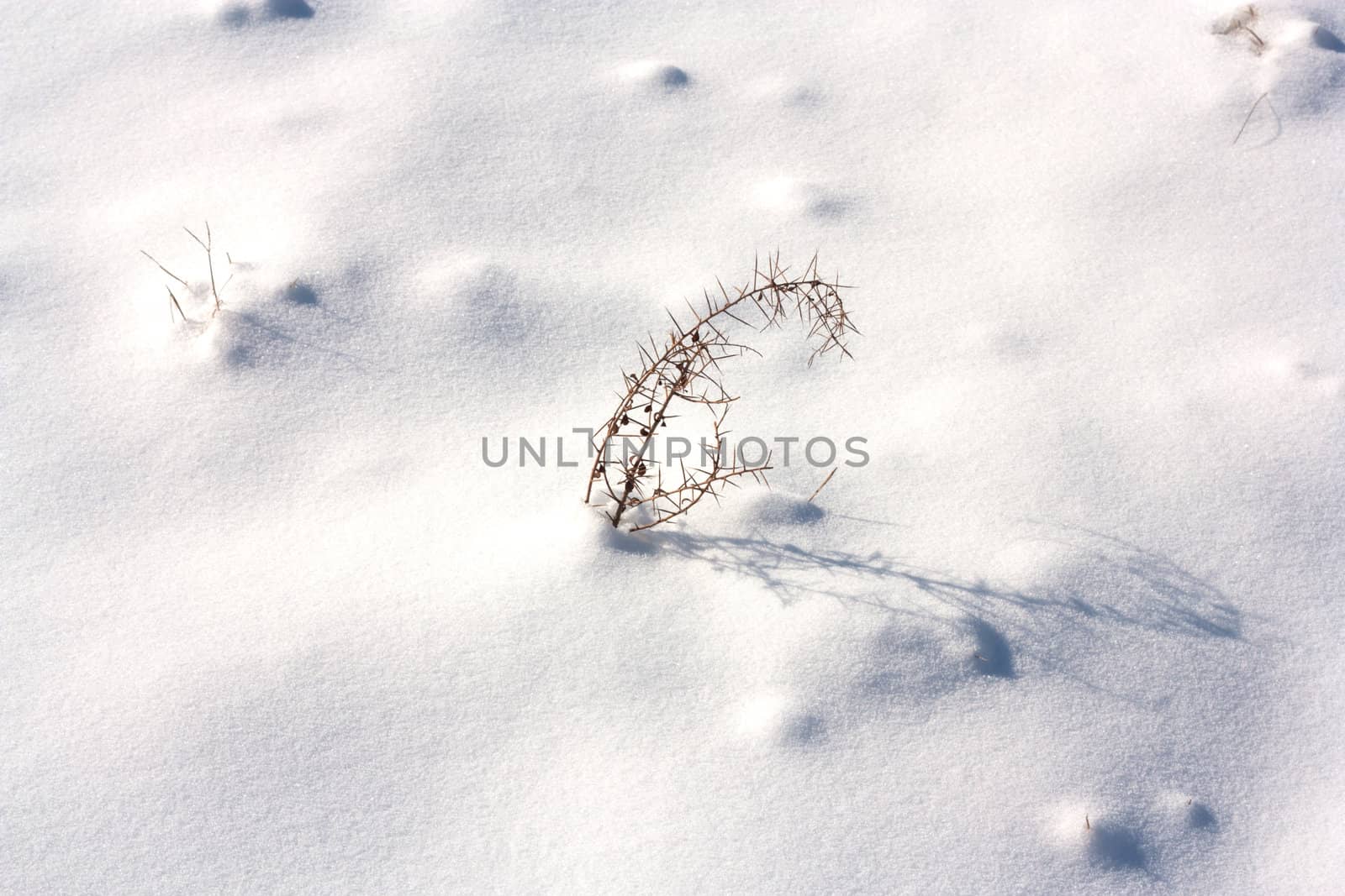 Dried plant in snow surface 