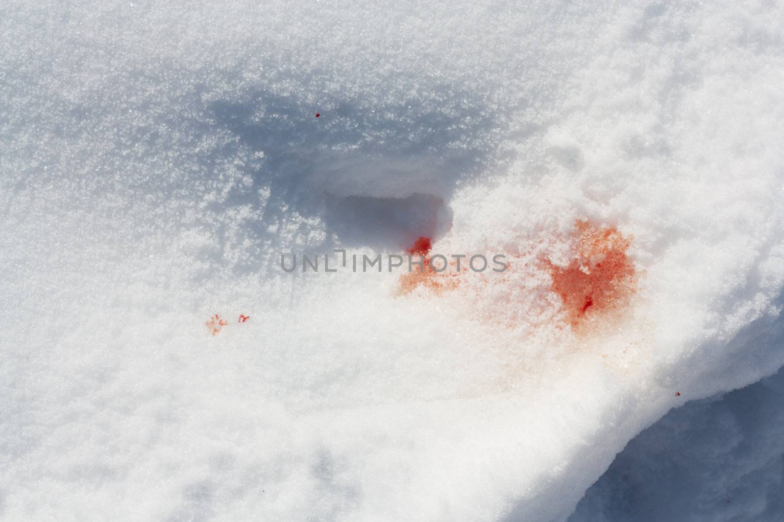 Blood on snow by schankz