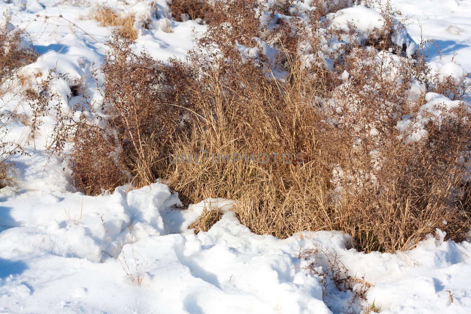 Close up of dry grass with snow and hoarfrost  by schankz