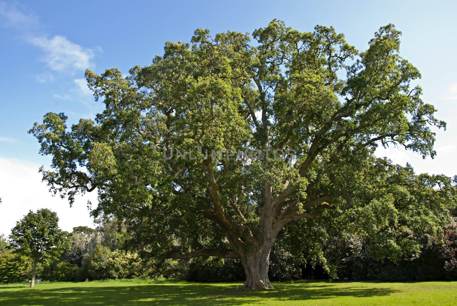 A Large Cork Oak Tree (Quercus  suber) in an English Park