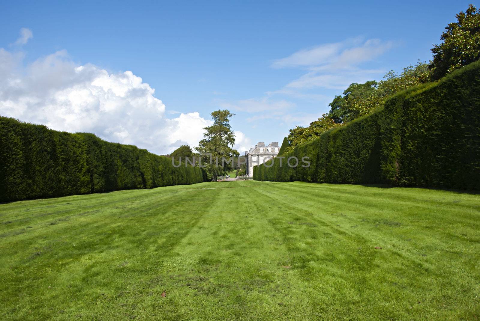 A Lawn and Hedges in a English Country Garden