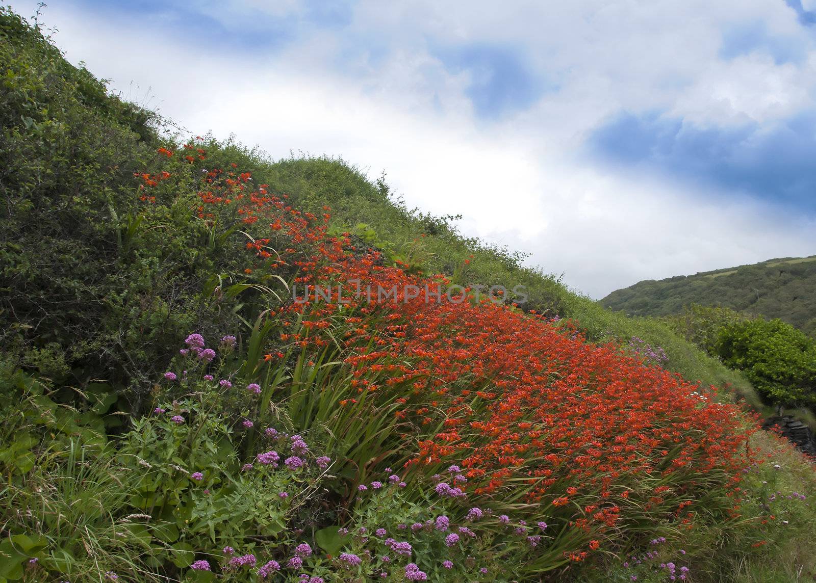 Orange Crocosmia Flowers on a Cornish Hillside