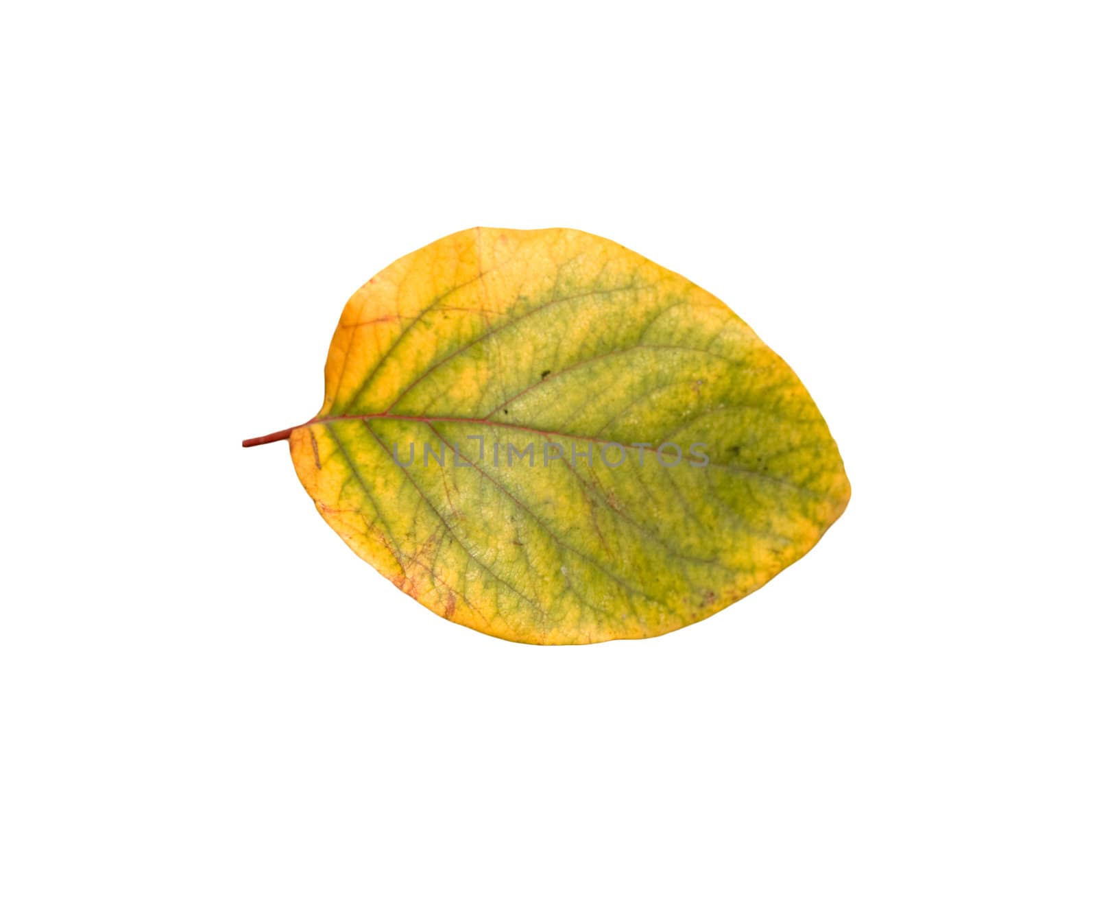 Yellow autumn leaves on a white background  by schankz