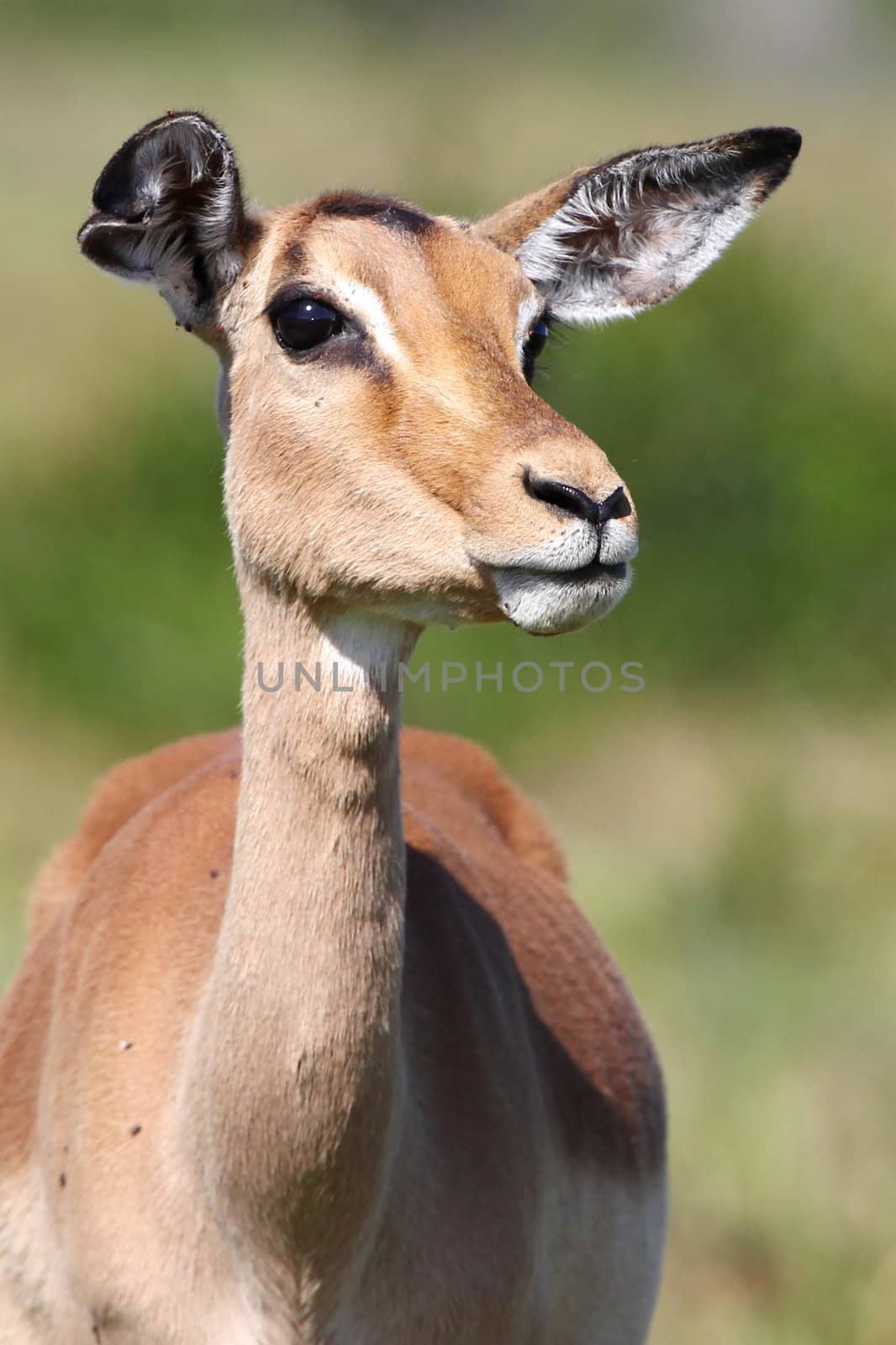 Impala antelope female with large eyes and ears