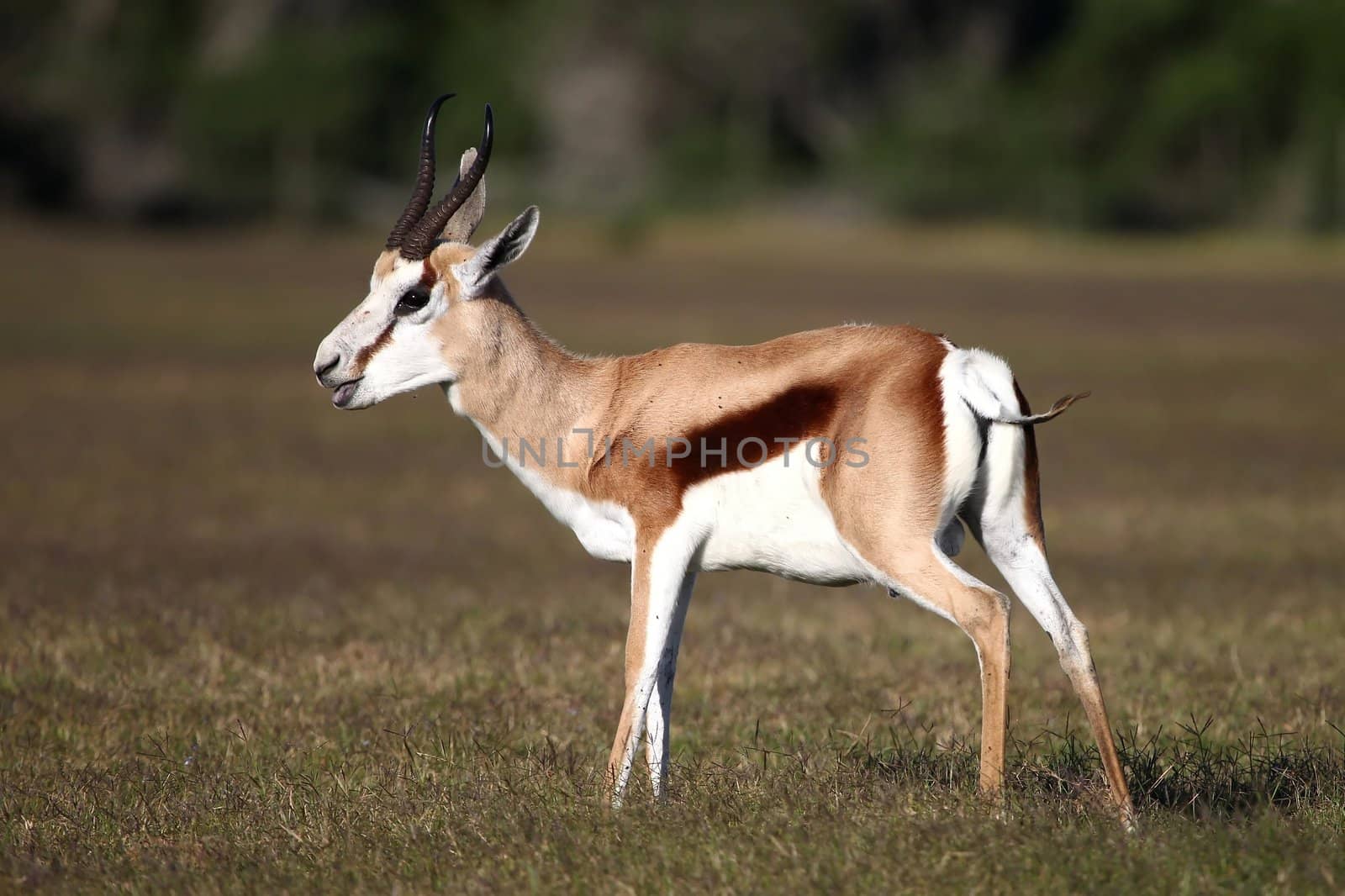 Male springbok antelope standing on the open grassland