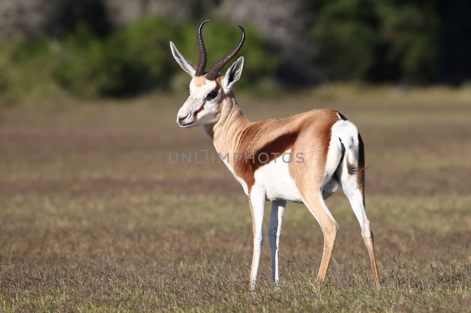 Male springbok antelope standing on the open grassland