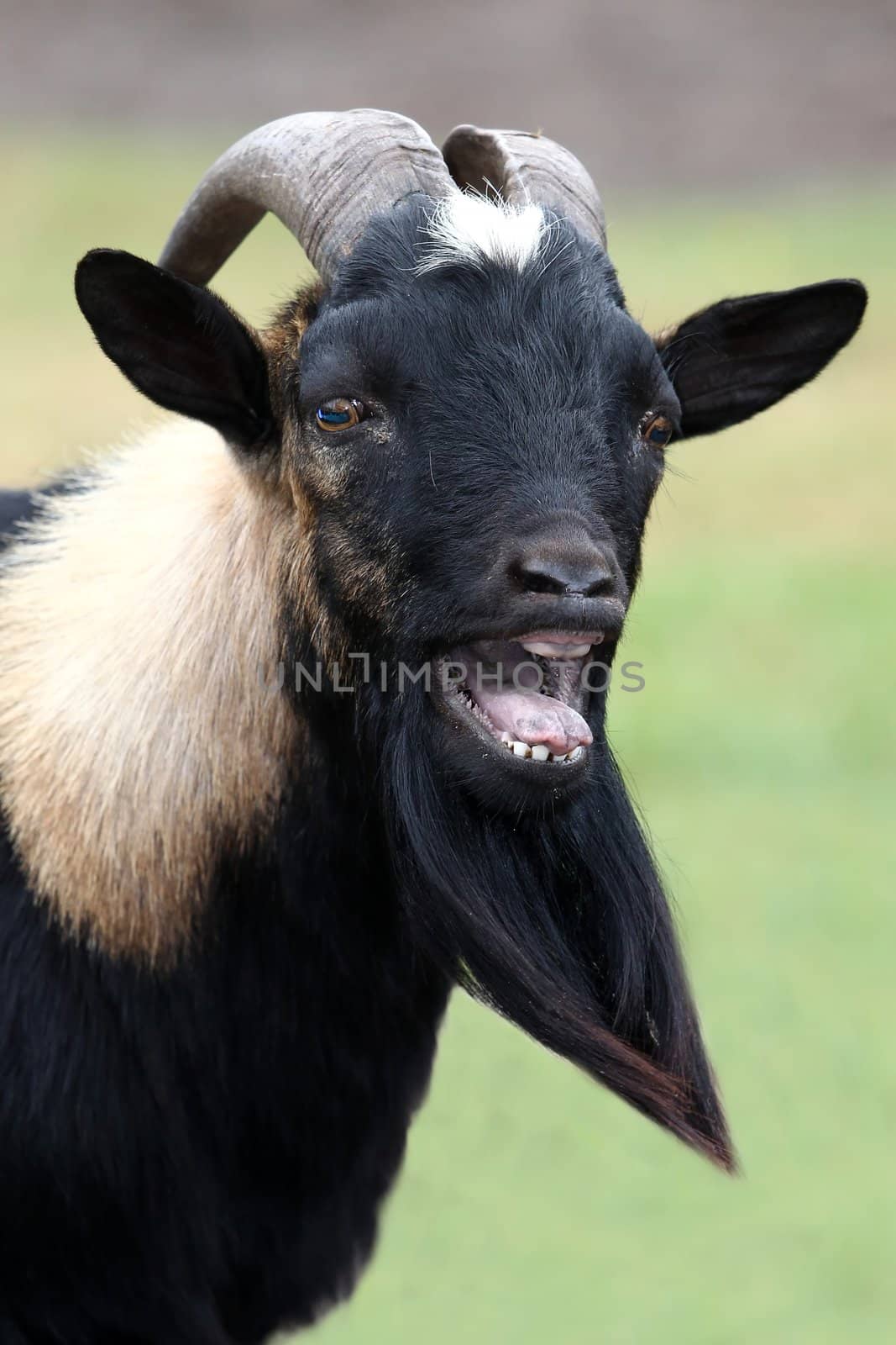 Billy goat or male goat with long beard bleating with it's mouth wide open