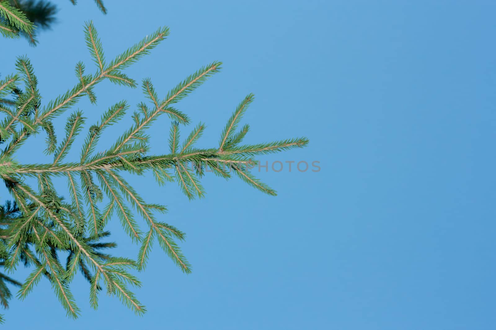 Fresh green fir branches isolated on blue background 