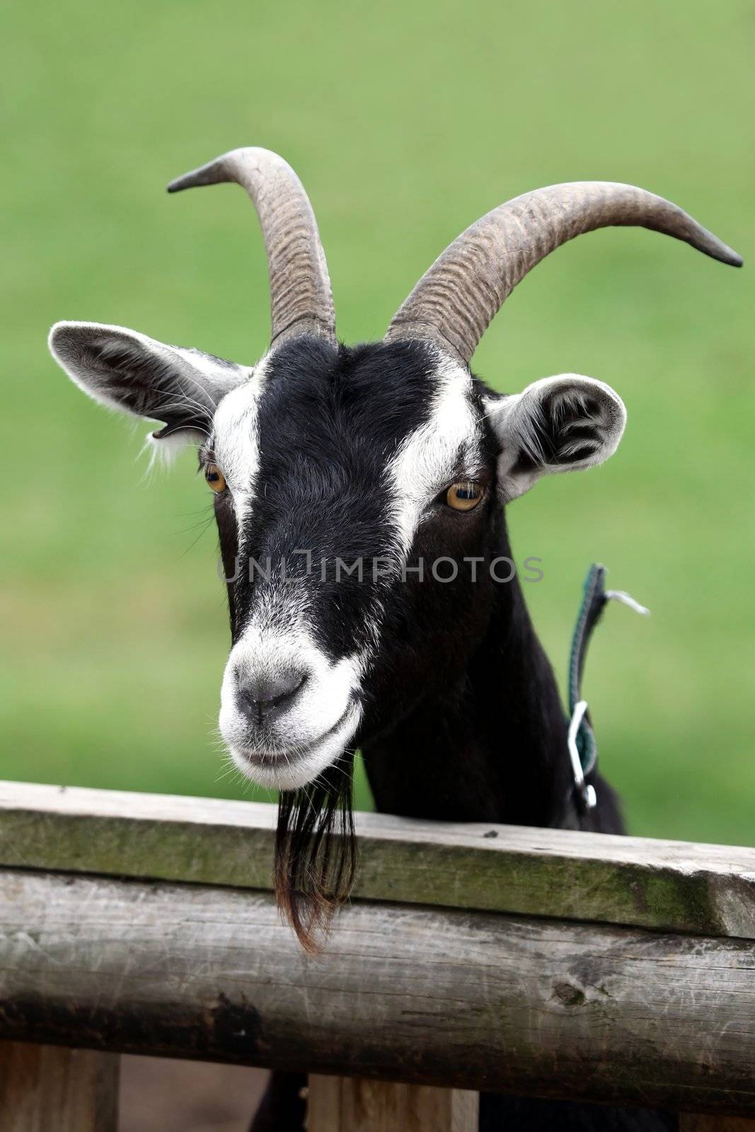 Billy Goat Portrait by fouroaks