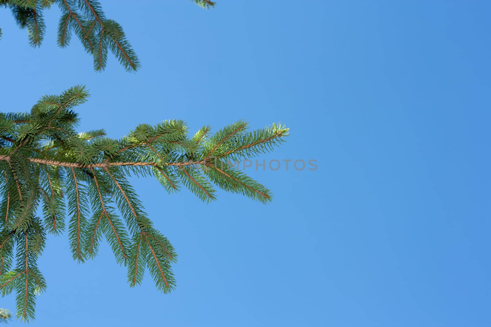 Fresh green fir branches isolated on blue background  by schankz