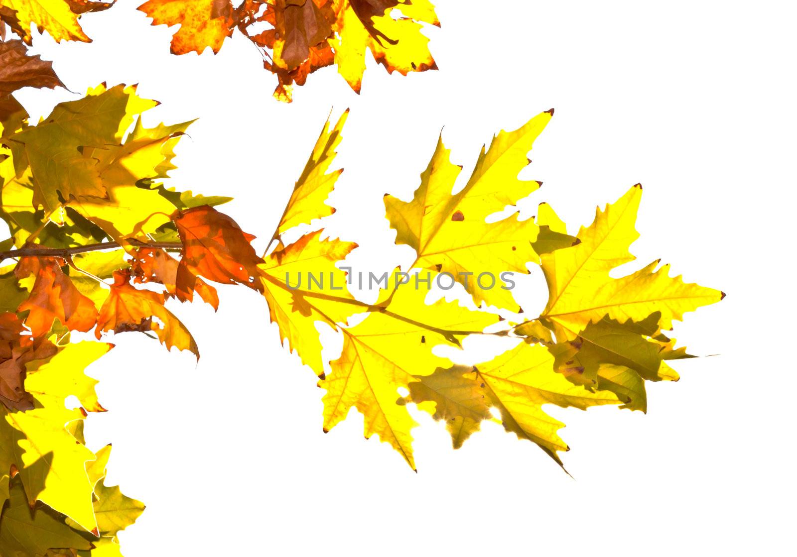 autumn maple leafs isolated on a white 