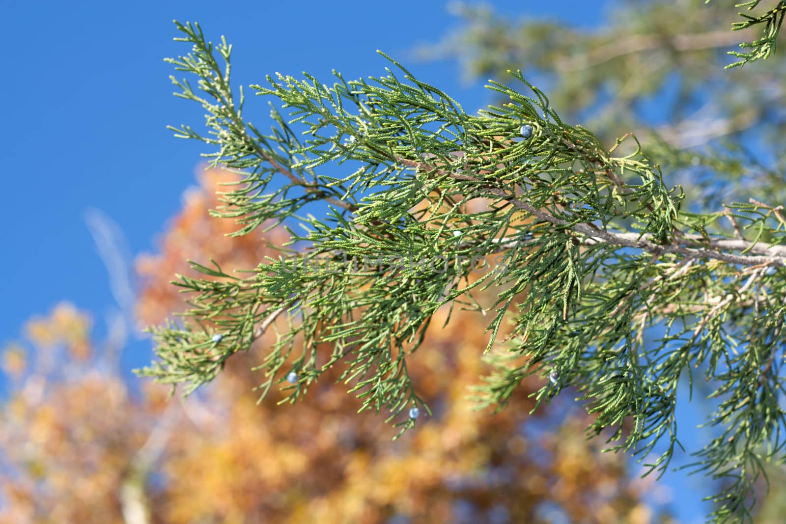 Two trees - an evergreen arborvitae and yellow birch, contrasts 
