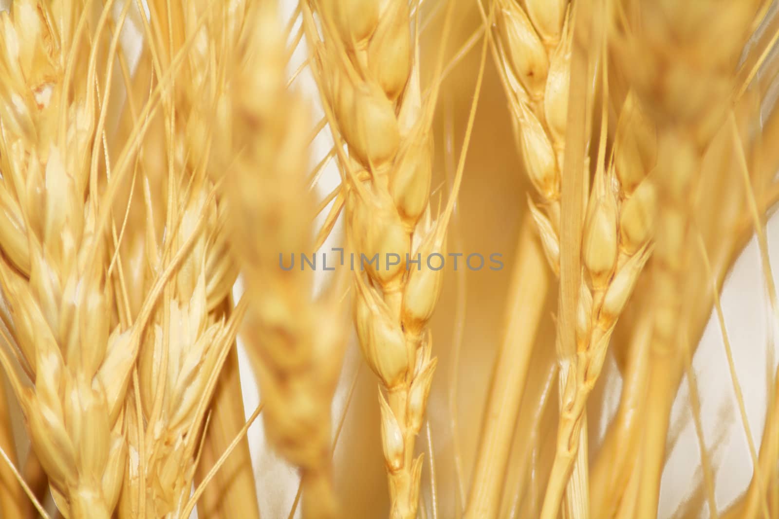 wheat as a background, close-up