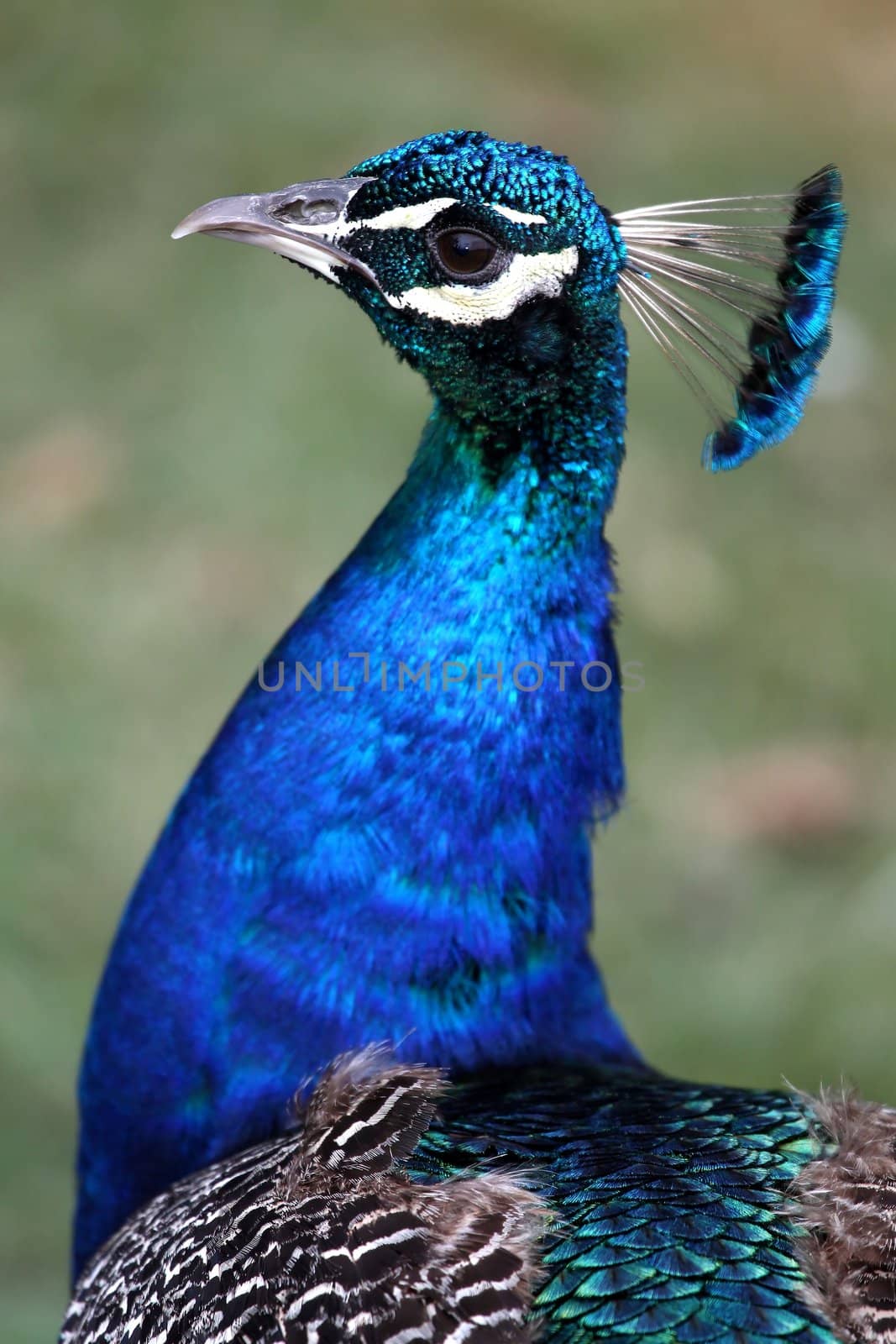 Portrait of a beautiful blue male peacock bird