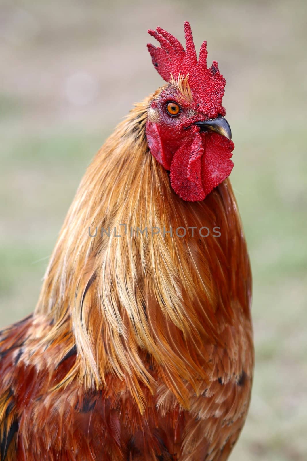 Portrait of a magnificent red rooster or cockerel bird