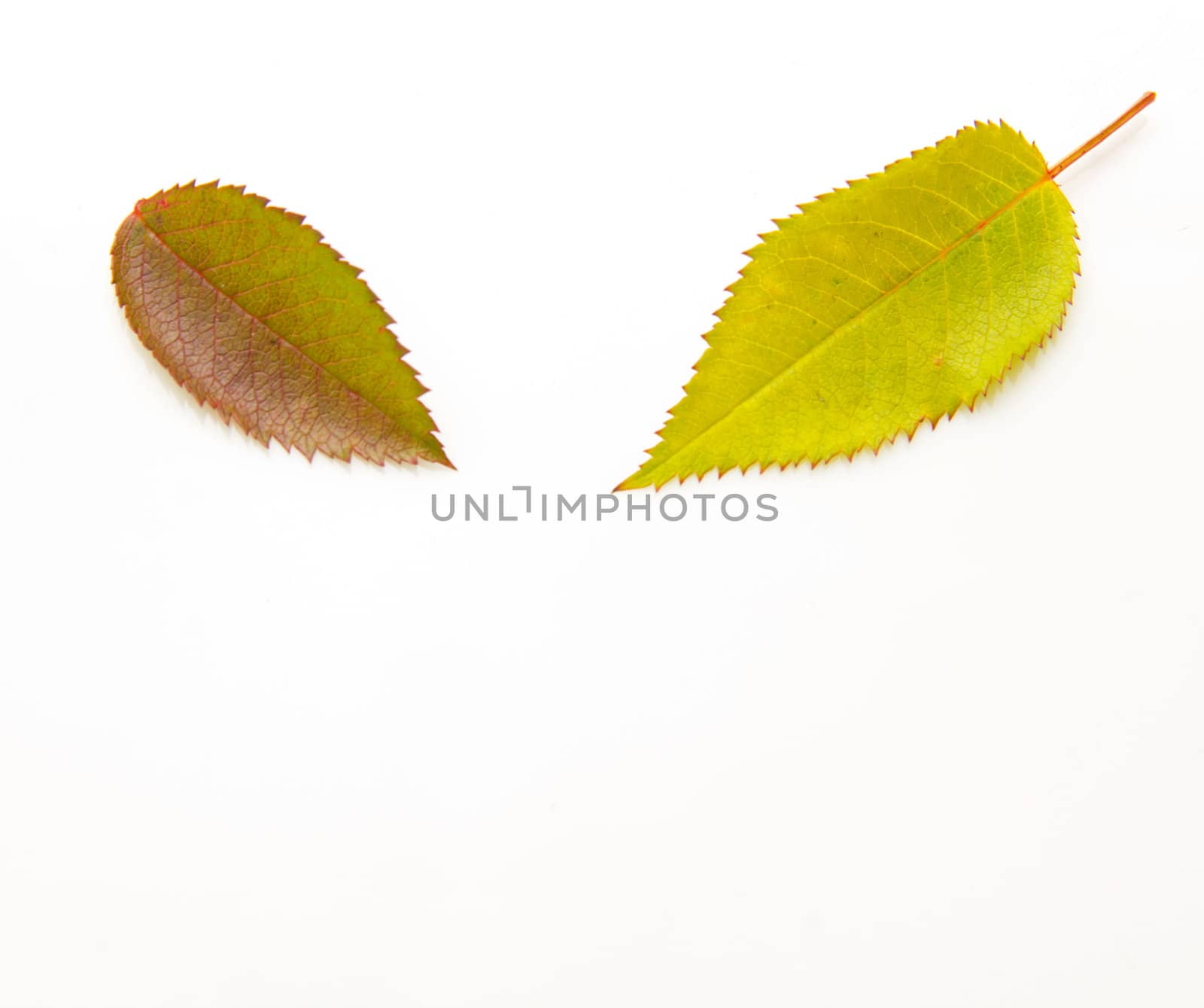 two autumn leaf on white background