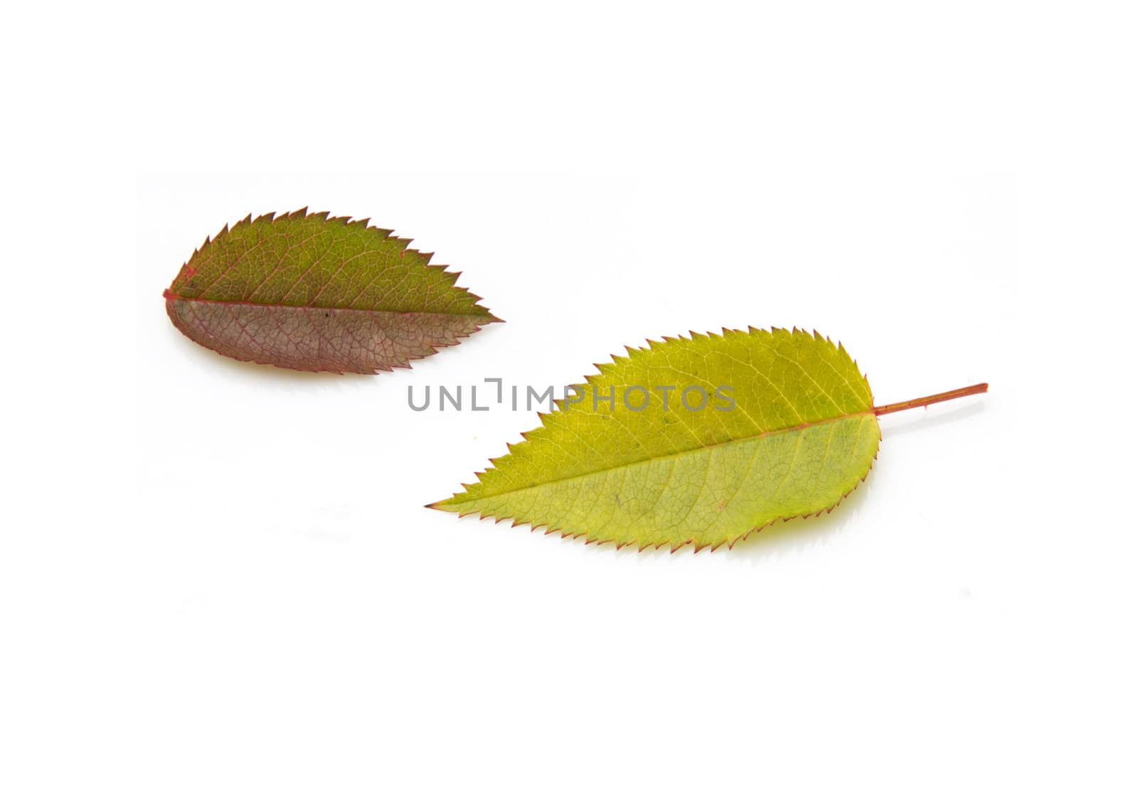 two autumn leaf on white background by schankz
