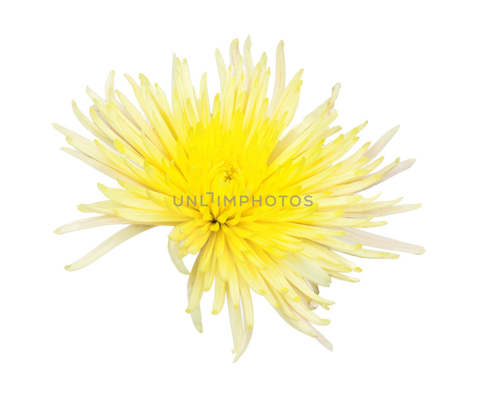 Yellow and red chrysanthemum isolated on white  by schankz