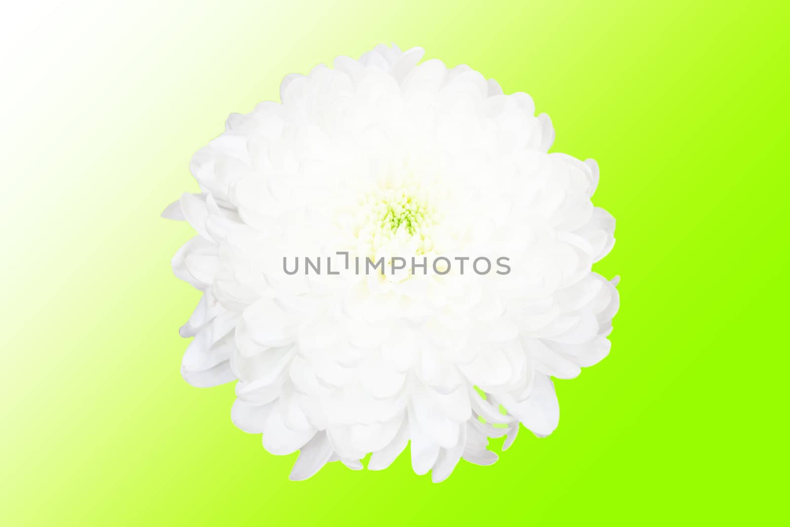 white flower on green background