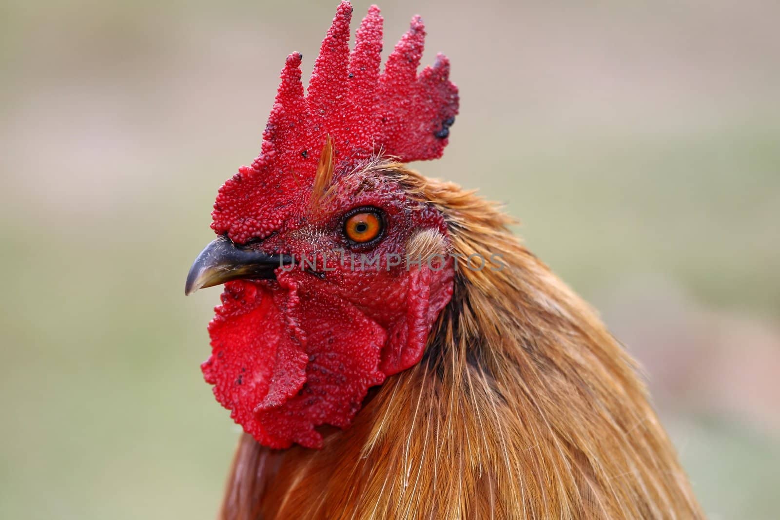 Portrait of a magnificent red rooster or cockerel bird