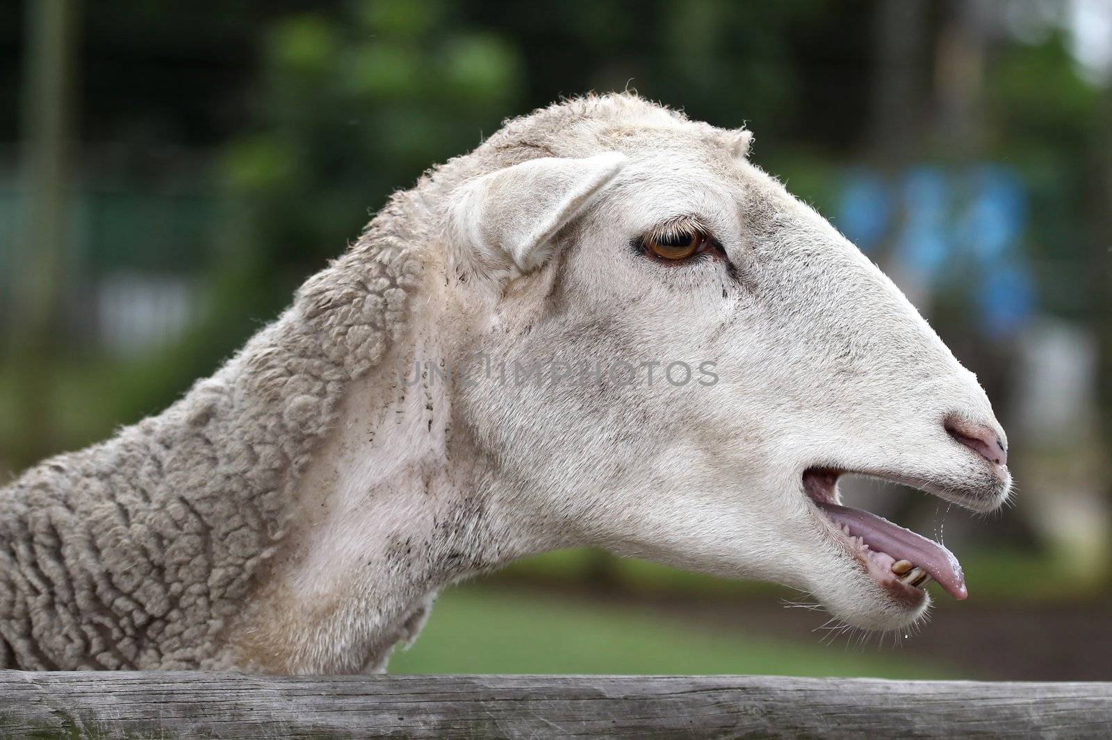 Merino sheep showing it's tongue and teeth as it bleats