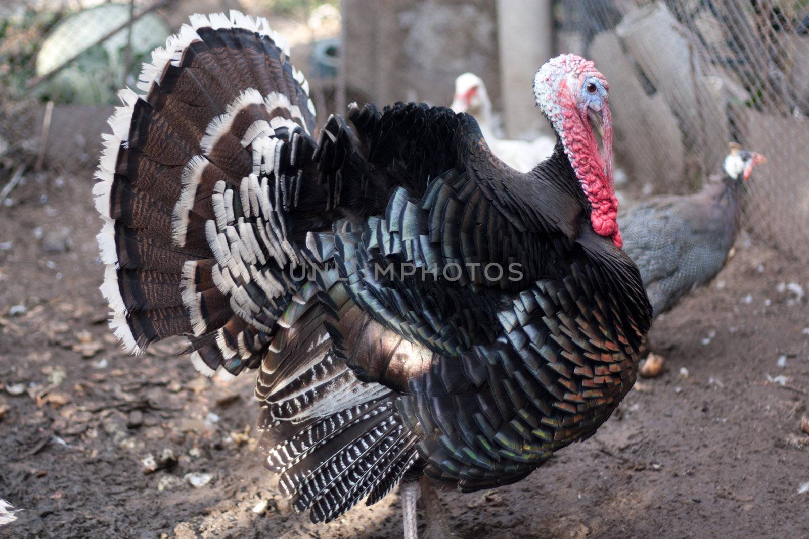 Large male turkey in nature 