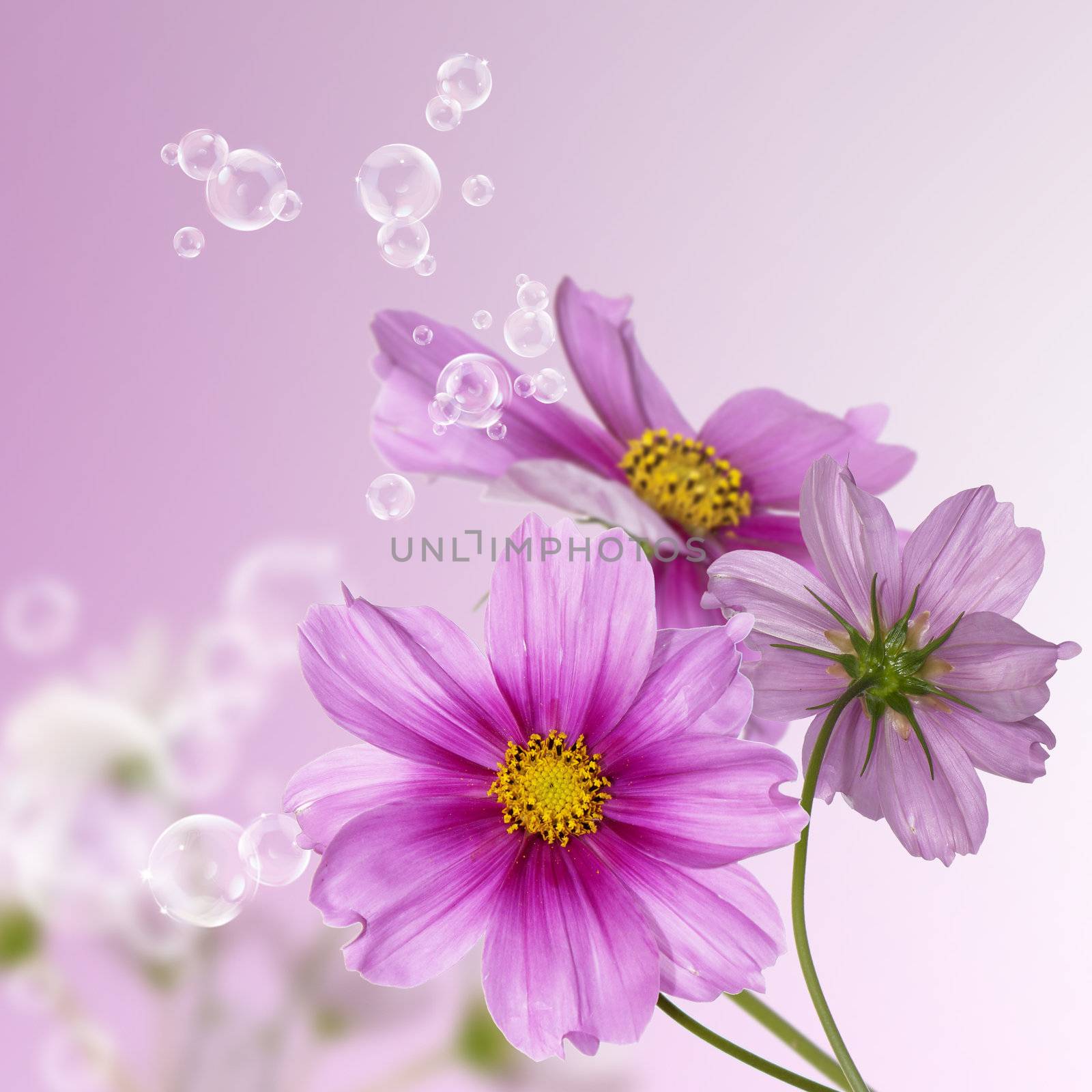 Decorative beautiful flower design by sergey150770SV