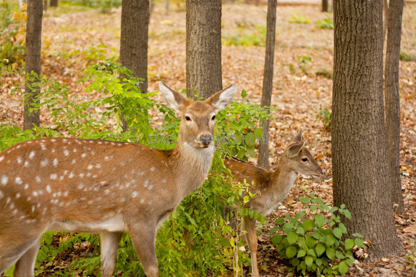 child of the red deer in wood . Bandhavgarh. India.  by schankz