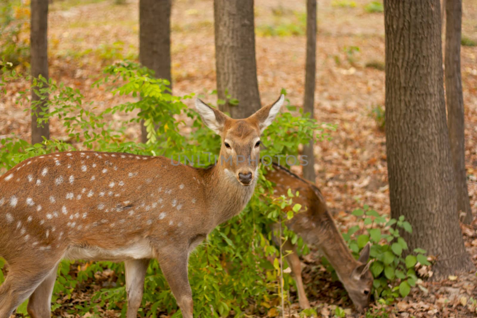 child of the red deer in wood . Bandhavgarh. India.  by schankz