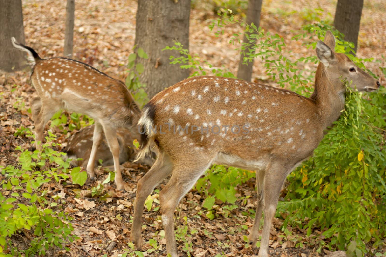 child of the red deer in wood . Bandhavgarh. India. 