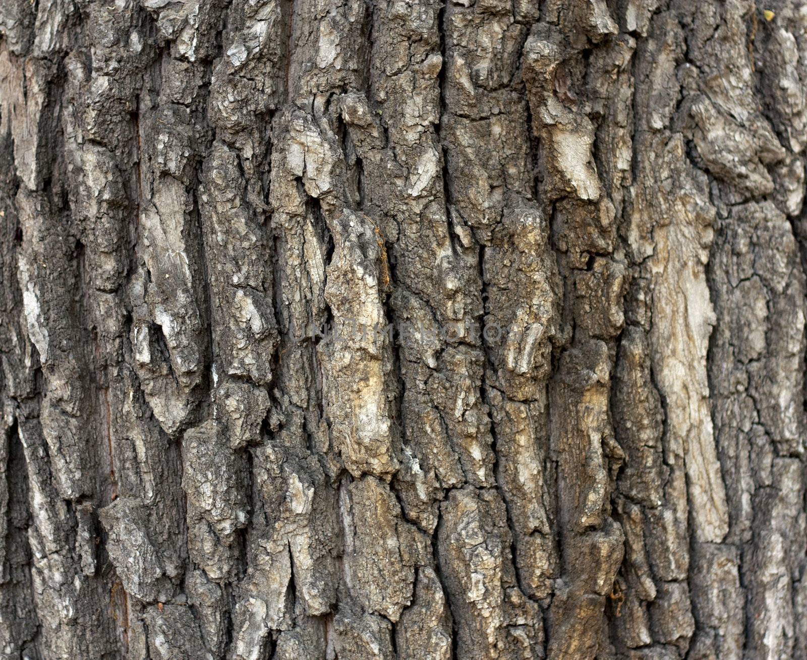 wooden background 