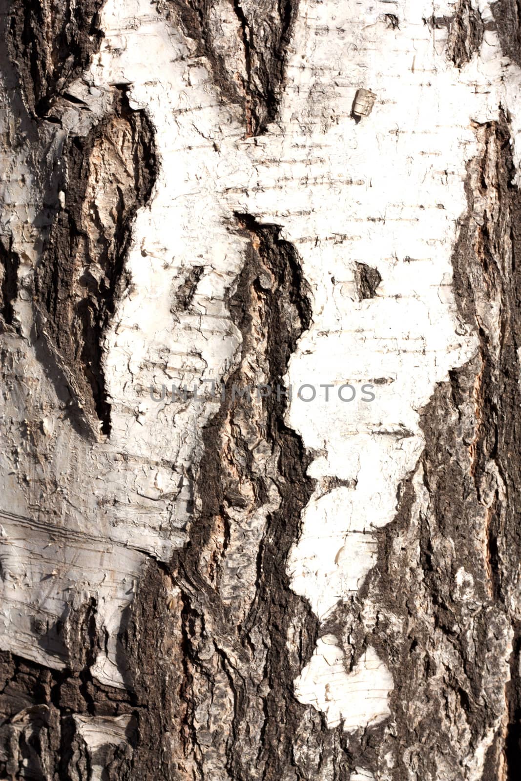 Artistic wooden texture of aged birch tree  by schankz