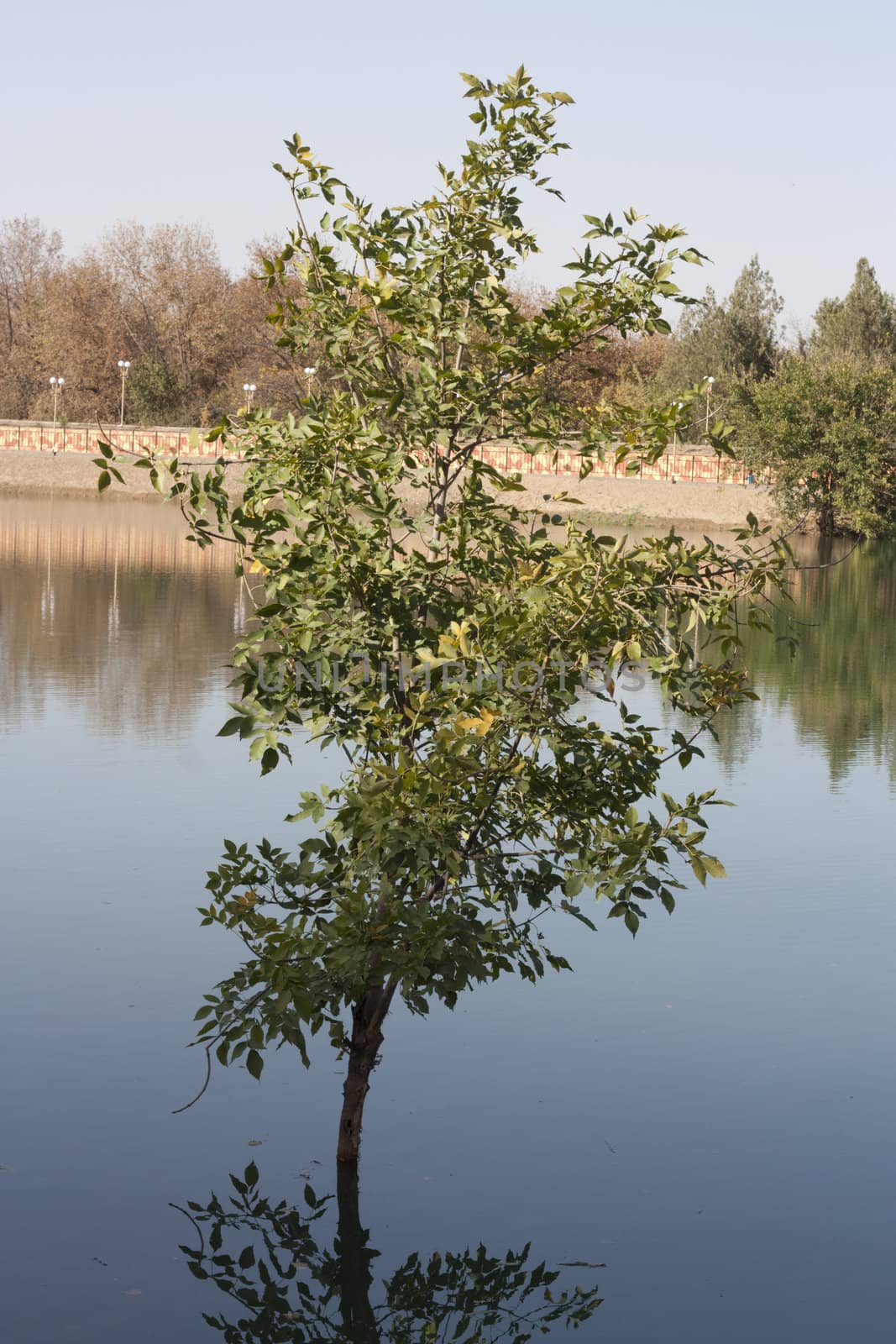 Tree in Lake by schankz